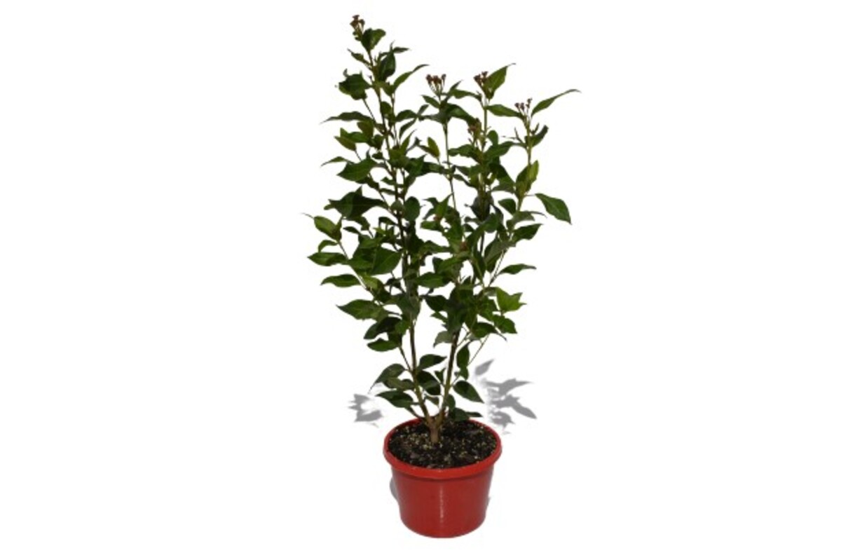 Viburnum - Tinus Laurustinus 150mm Pot (VN)