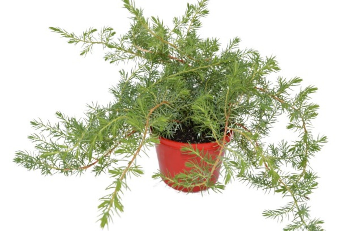 Juniperus conferta - Juniper 150mm Pot (VN)