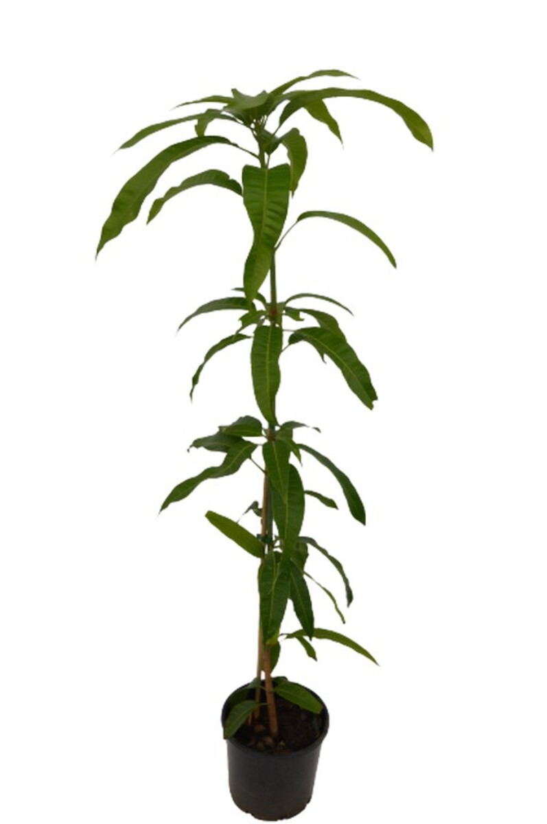 Mango - Kensington Pride 200mm*