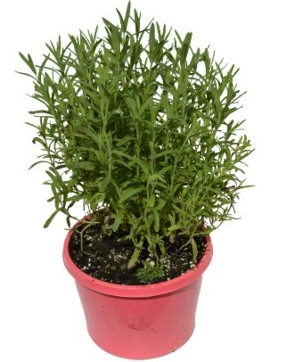 Lavender Sensation - Rose 150mm Pot (VN)