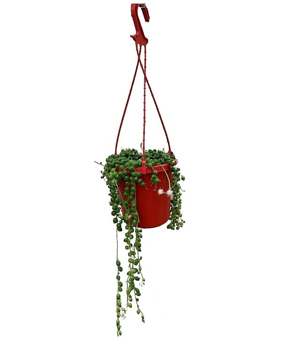 Senecio - String of Pearls 150mm Pot (VN)