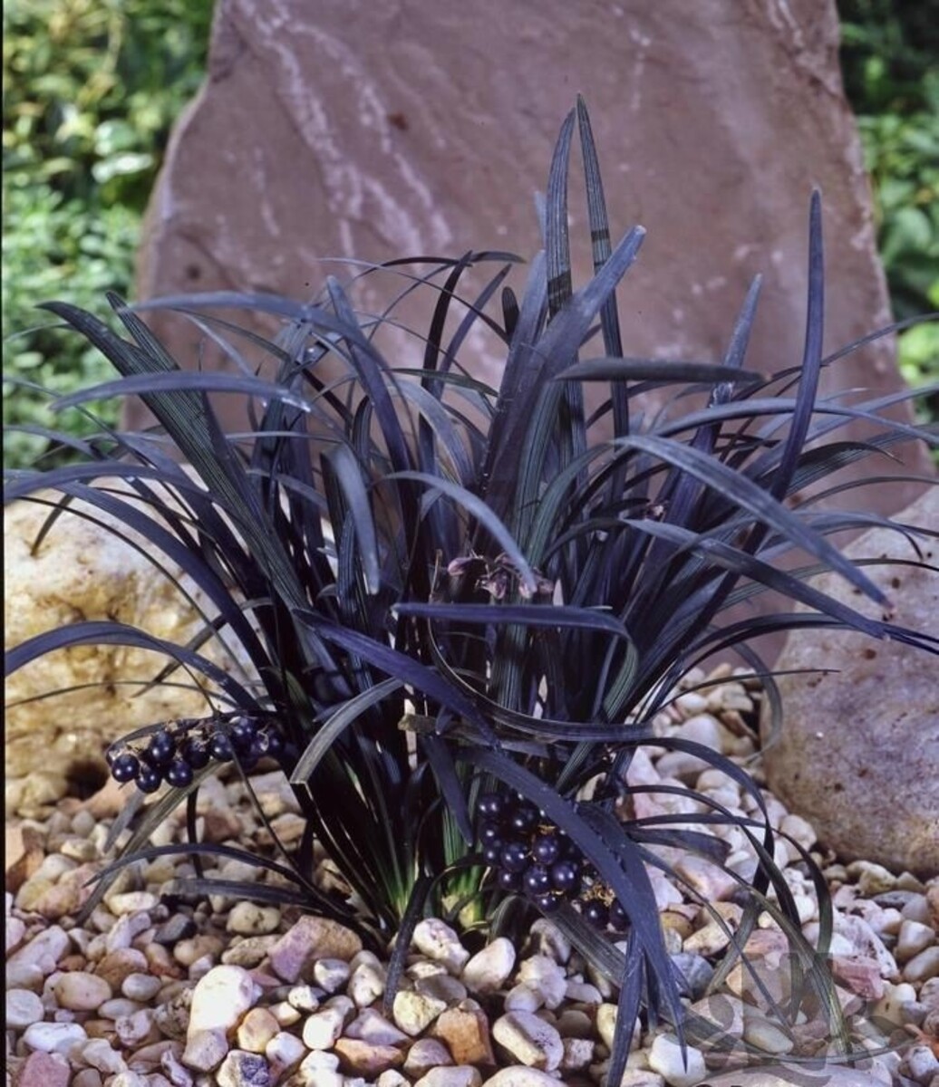 Ophiopogon - Black Mondo Grass - 80mm Tube