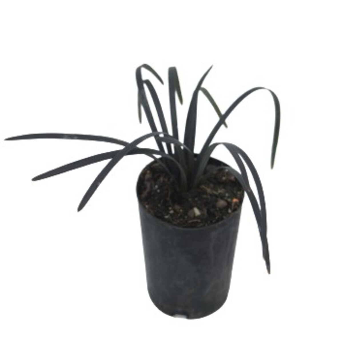 Ophiopogon - Black Mondo Grass - 80mm Tube