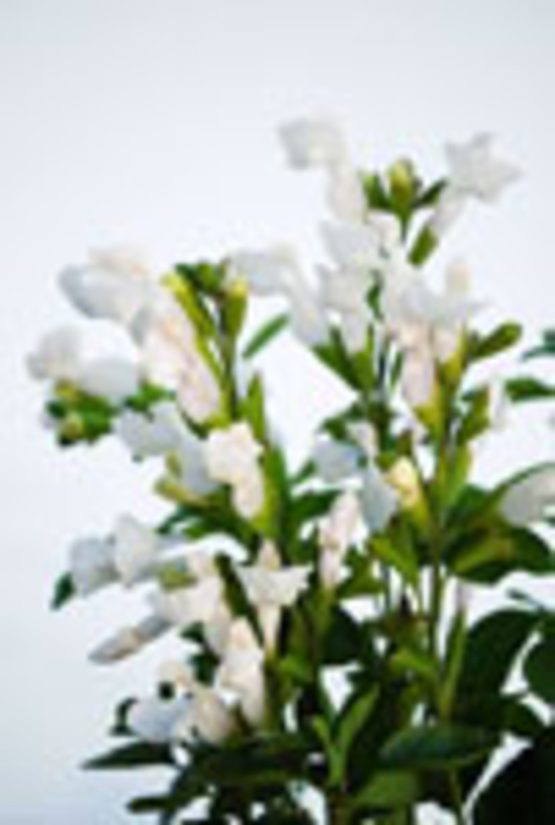 Salvia - Heatwave Glare 140mm Pot