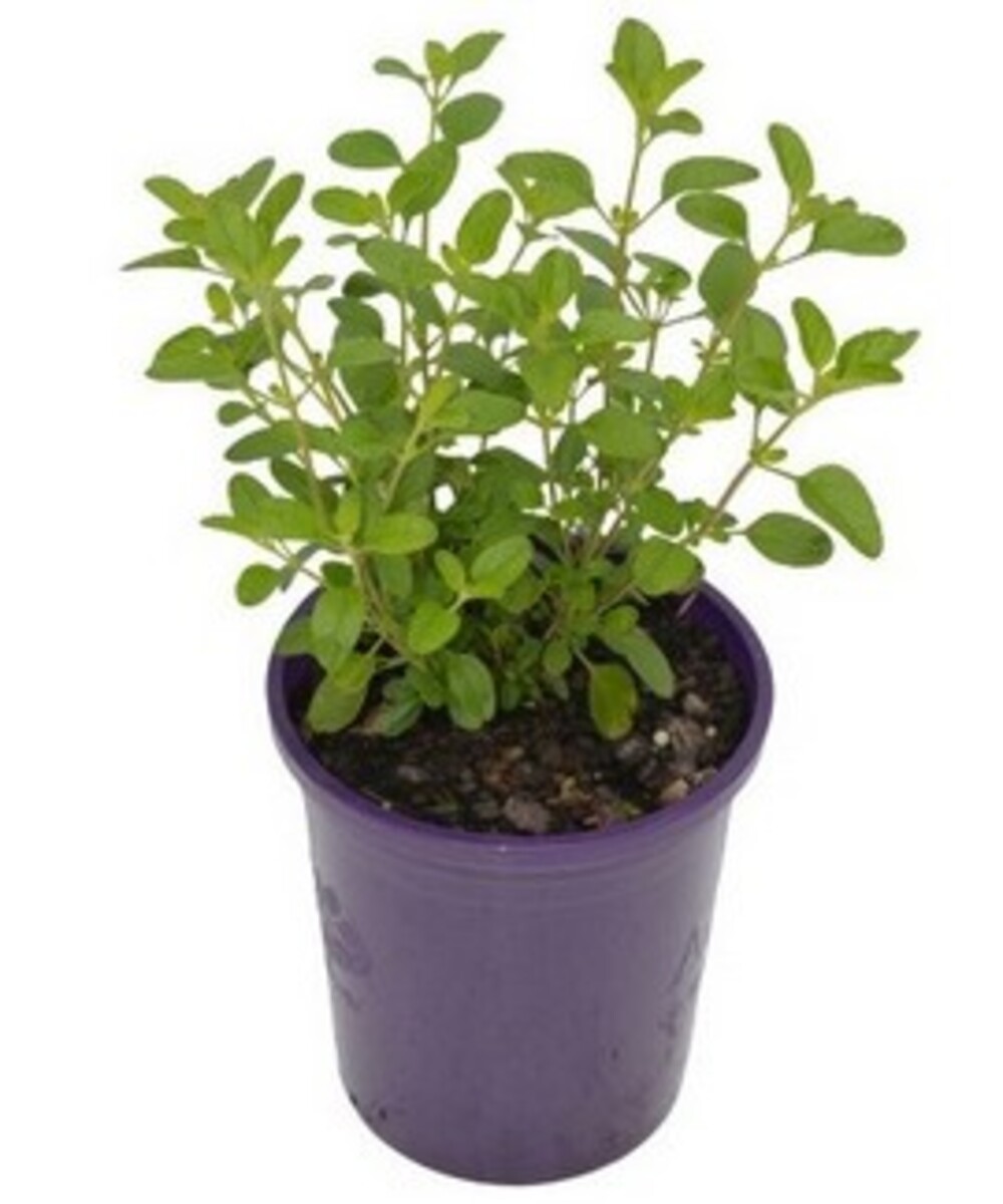 Salvia - Heatwave Glare 140mm Pot