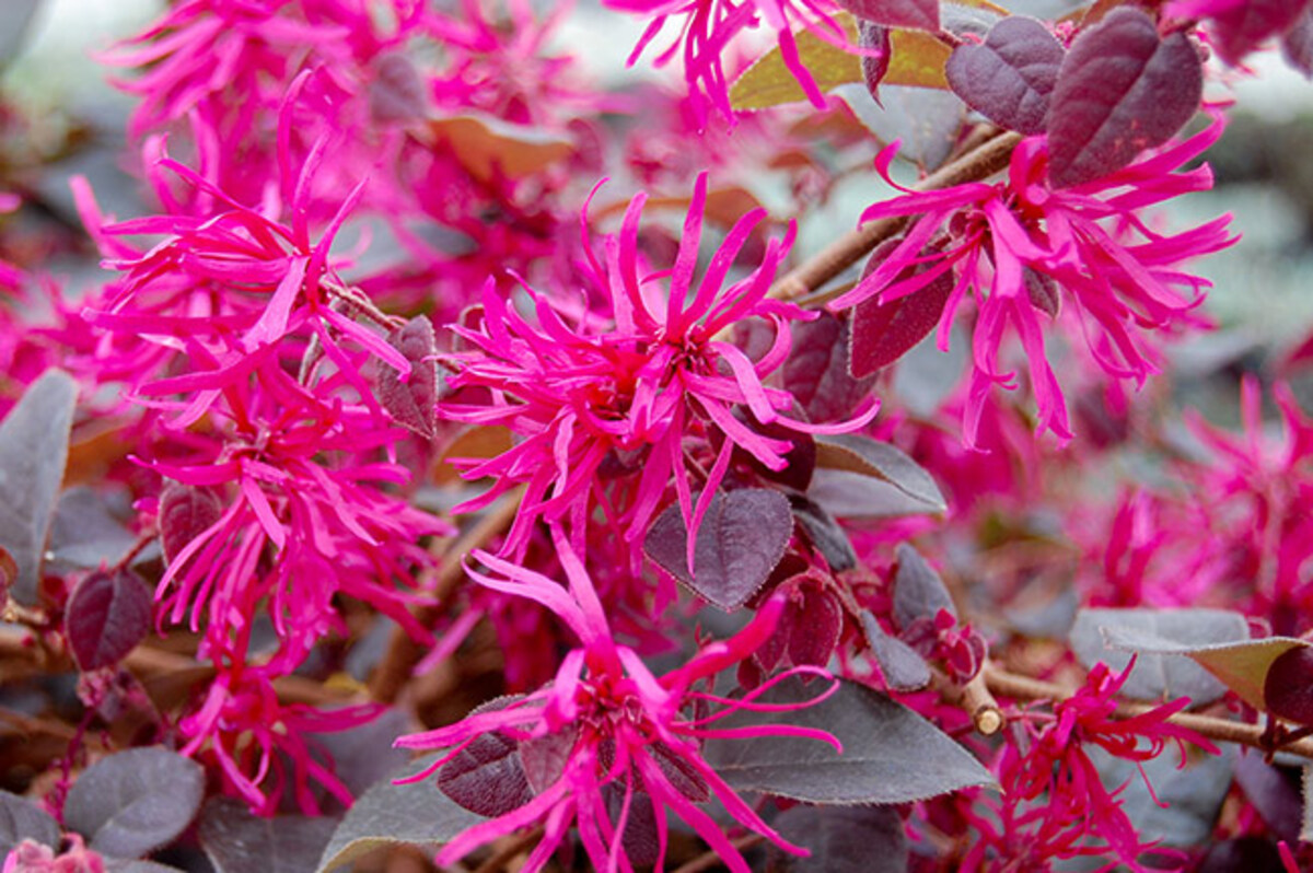 Loropetalum - Plum Gorgeous 180mm pot