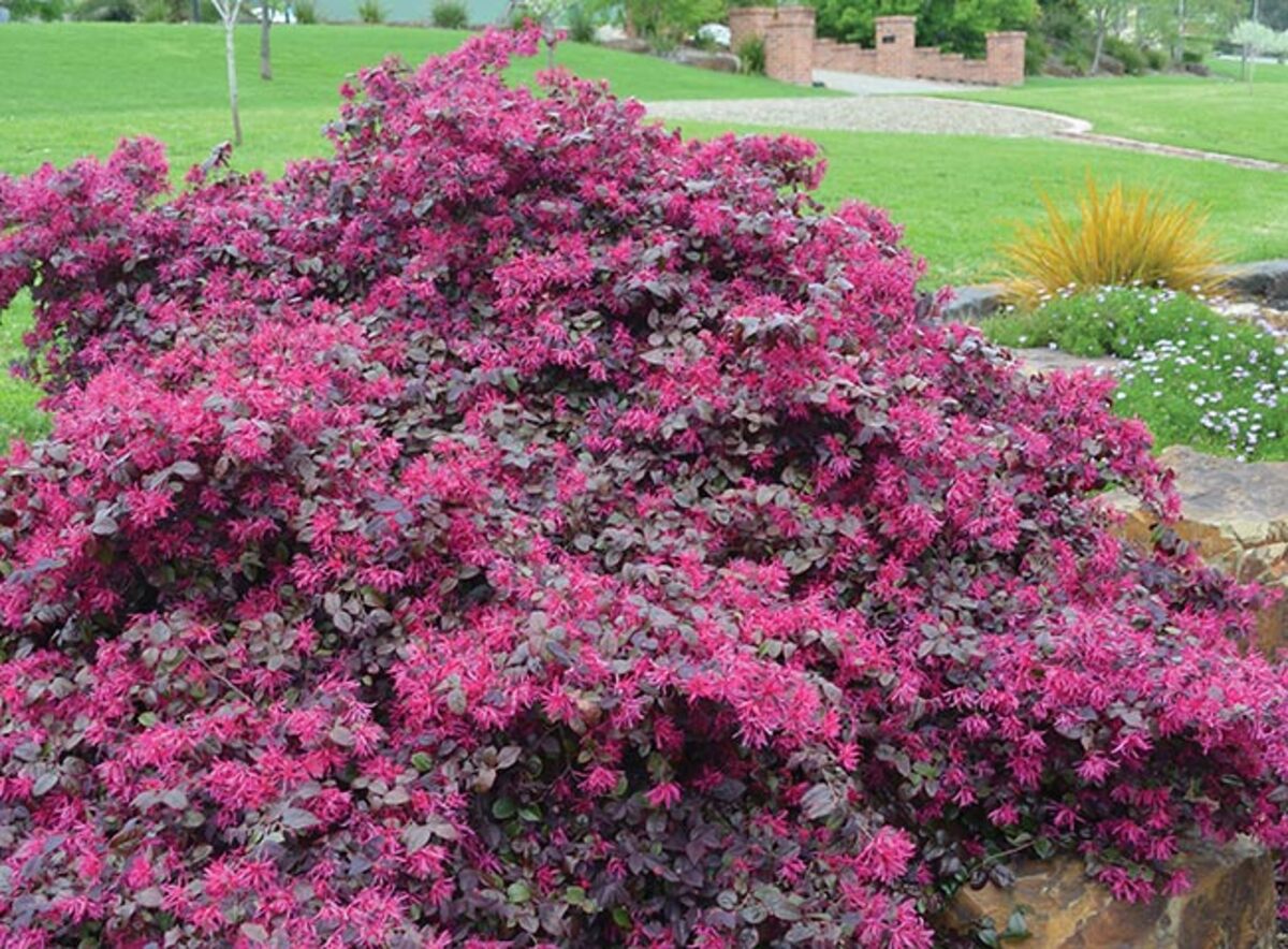 Loropetalum - Plum Gorgeous 180mm pot