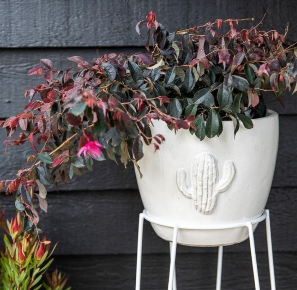 Loropetalum - Plum Gorgeous 180mm pot