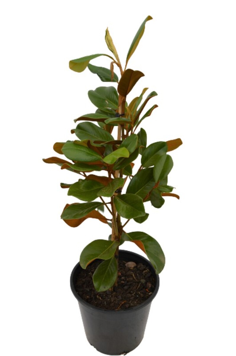 Magnolia - Teddy Bear 250mm Pot