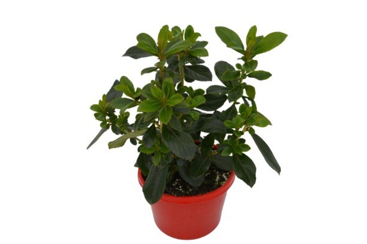 Escallonia - Iveyi 150mm Pot (VN)