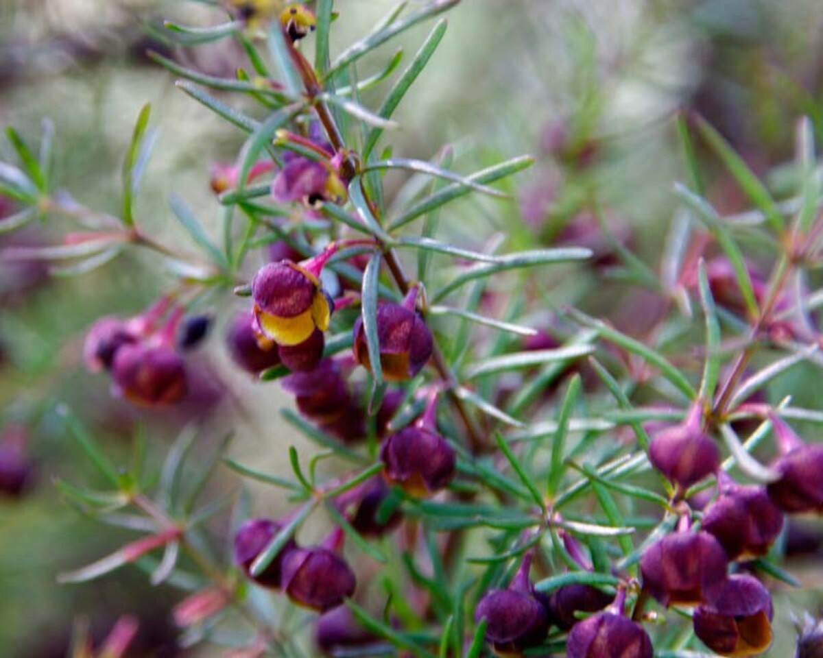 Boronia megastigma - Brown 150mm Pot (VN)