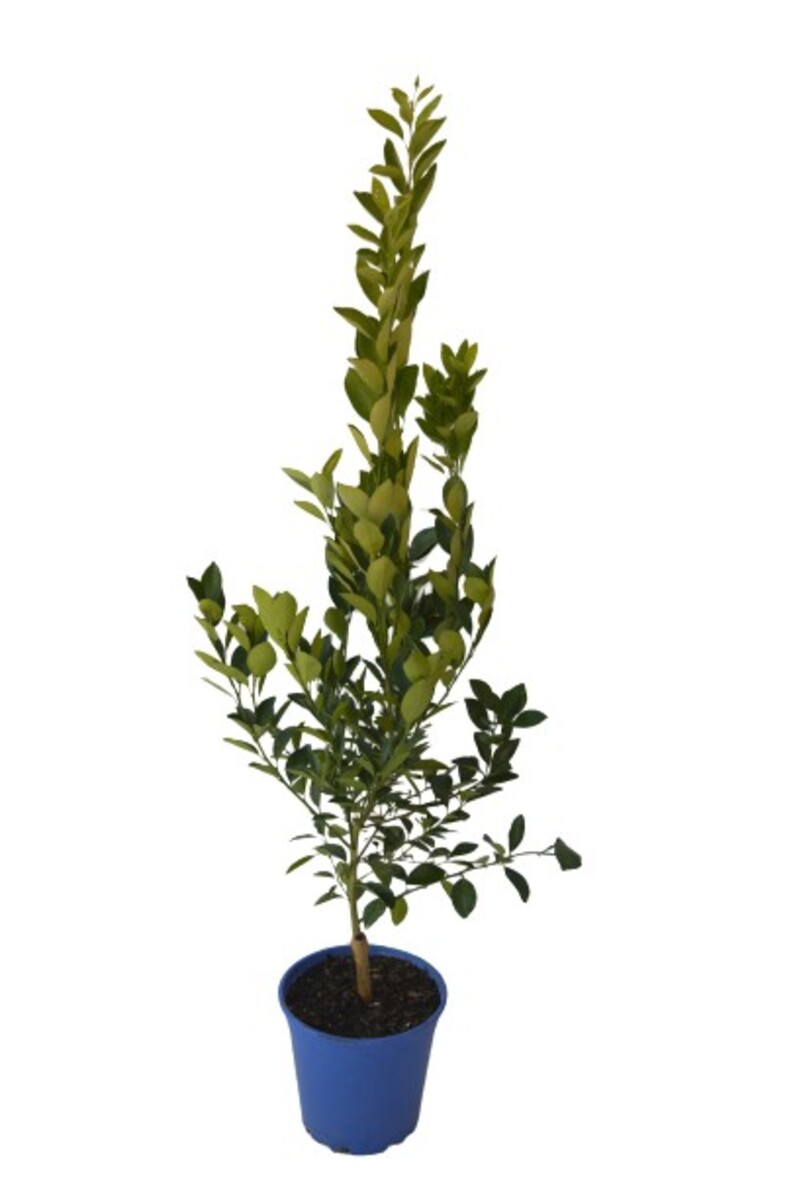 Lime - Limequat 250mm Pot