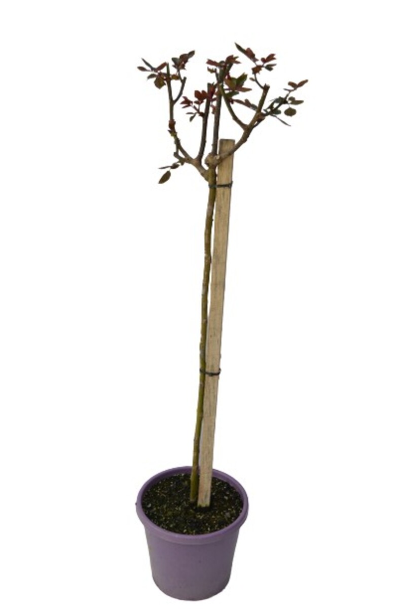 Rose Standard 3ft - Shocking Blue 250mm Pot (VN)