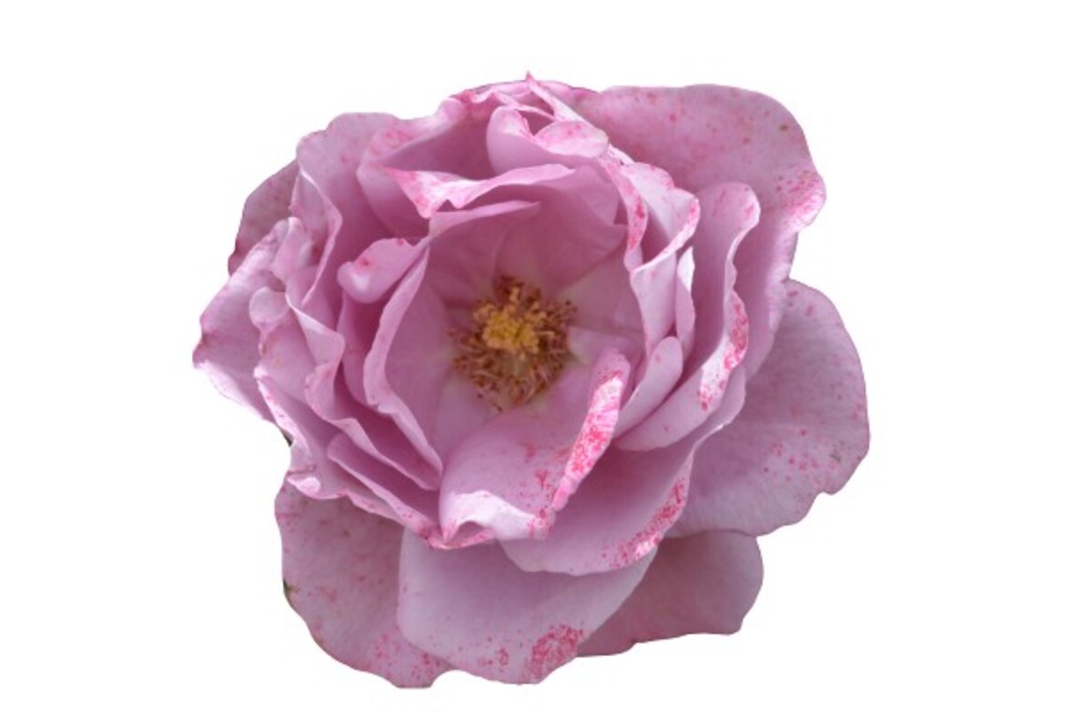Rose Standard 3ft - Shocking Blue 250mm Pot (VN)