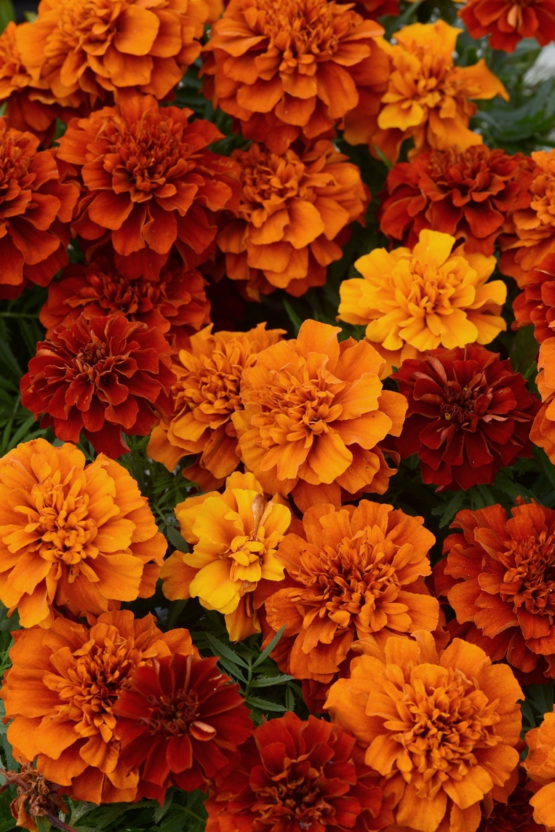 Marigold - Fireball 10 Pack