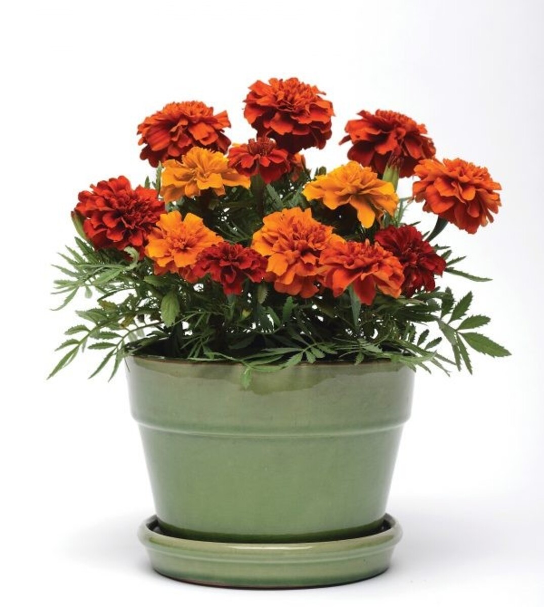 Marigold - Fireball 10 Pack