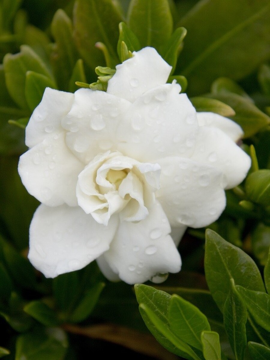 Gardenia - Rock Gardenia 150mm Pot (VN)