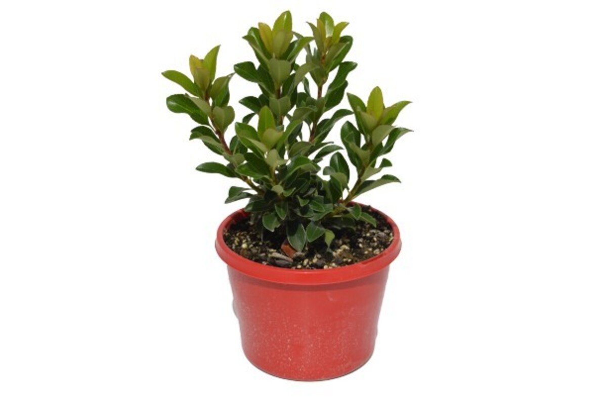 Rhaphiolepis - Springtime 150mm Pot (VN)