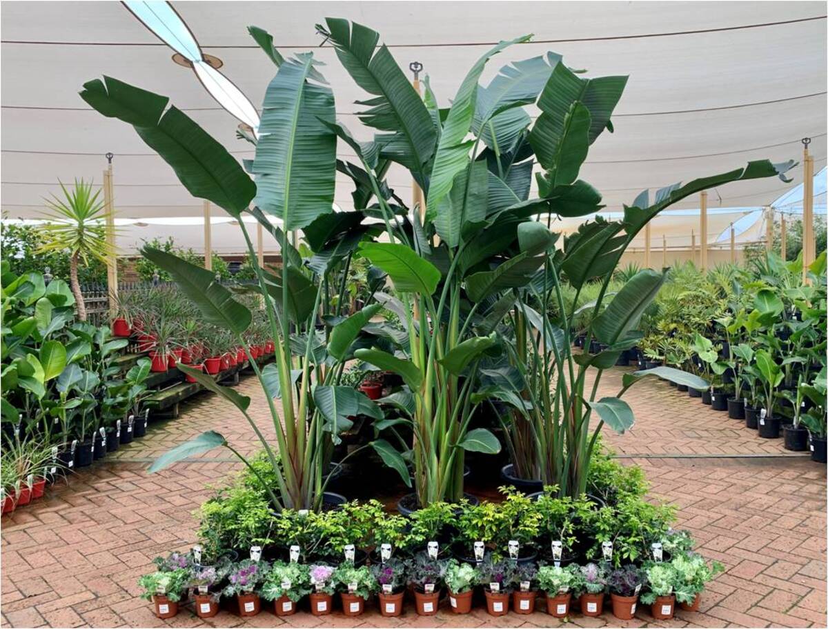 Strelitzia nicolai - Giant Bird of Paradise 150mm Pot (VN)