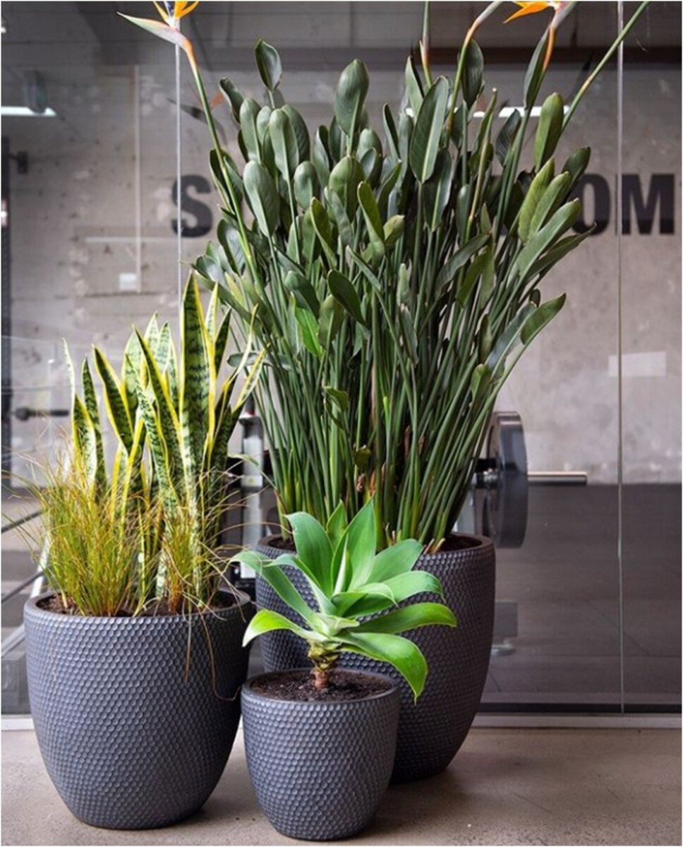 Strelitzia reginae - Bird of Paradise 150mm Pot (VN)