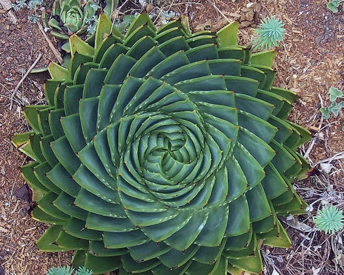 Aloe - Spiral Aloe 150mm Pot (VN)