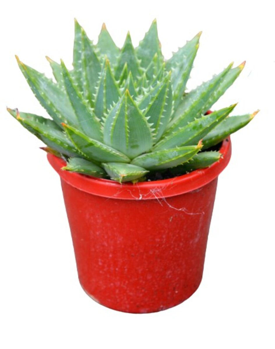 Aloe - Spiral Aloe 150mm Pot (VN)