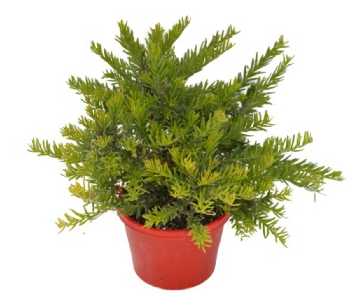 Grevillea - Fireworks PBR 150mm Pot (VN)