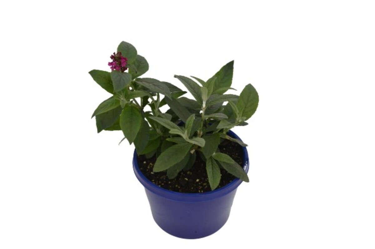 Buddleia - Cran Razz 150mm Pot