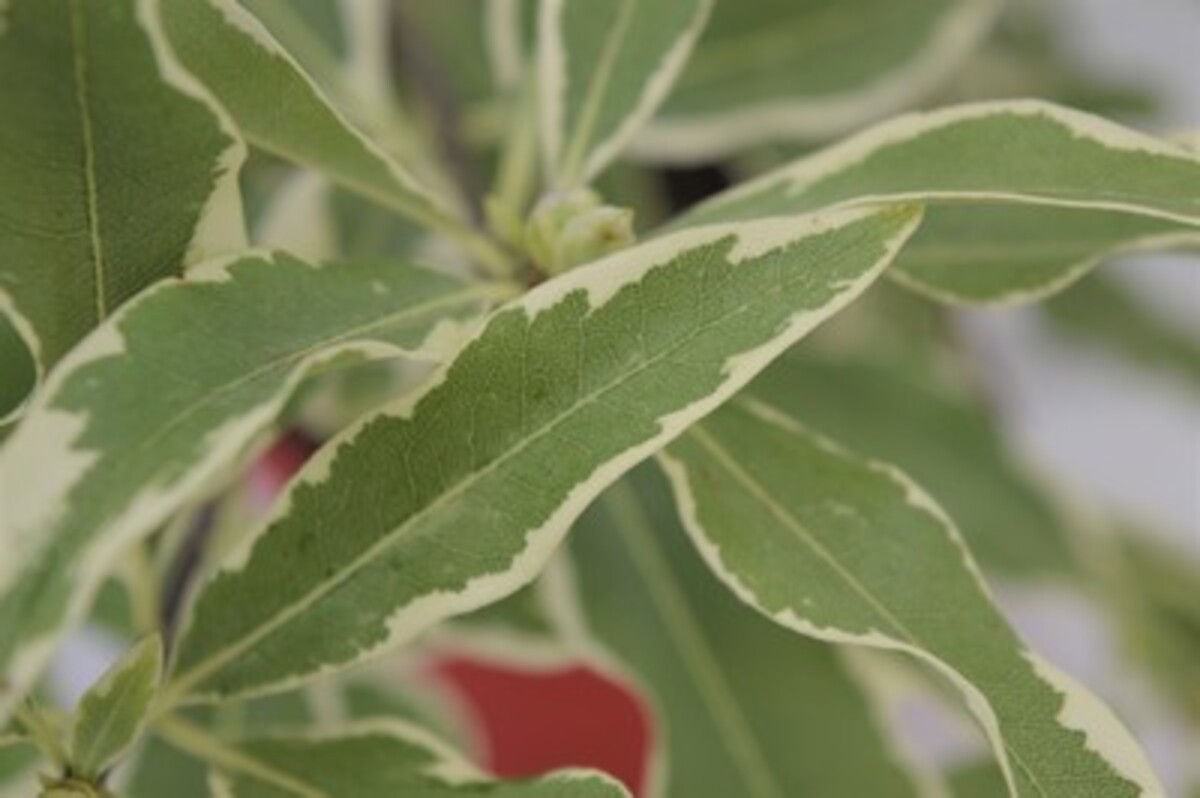 Pittosporum - Eugenioides Variegatum 150mm Pot (VN)