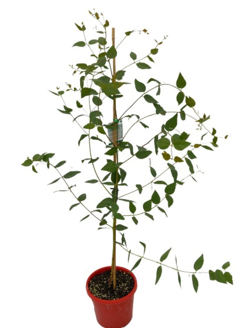 Eucalyptus - Pink Flowered Ironbark 200mm Pot (VN)