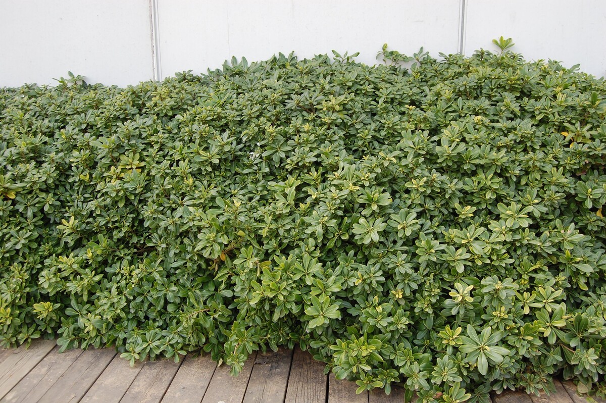 Pittosporum - Miss Muffet 150mm Pot (VN)