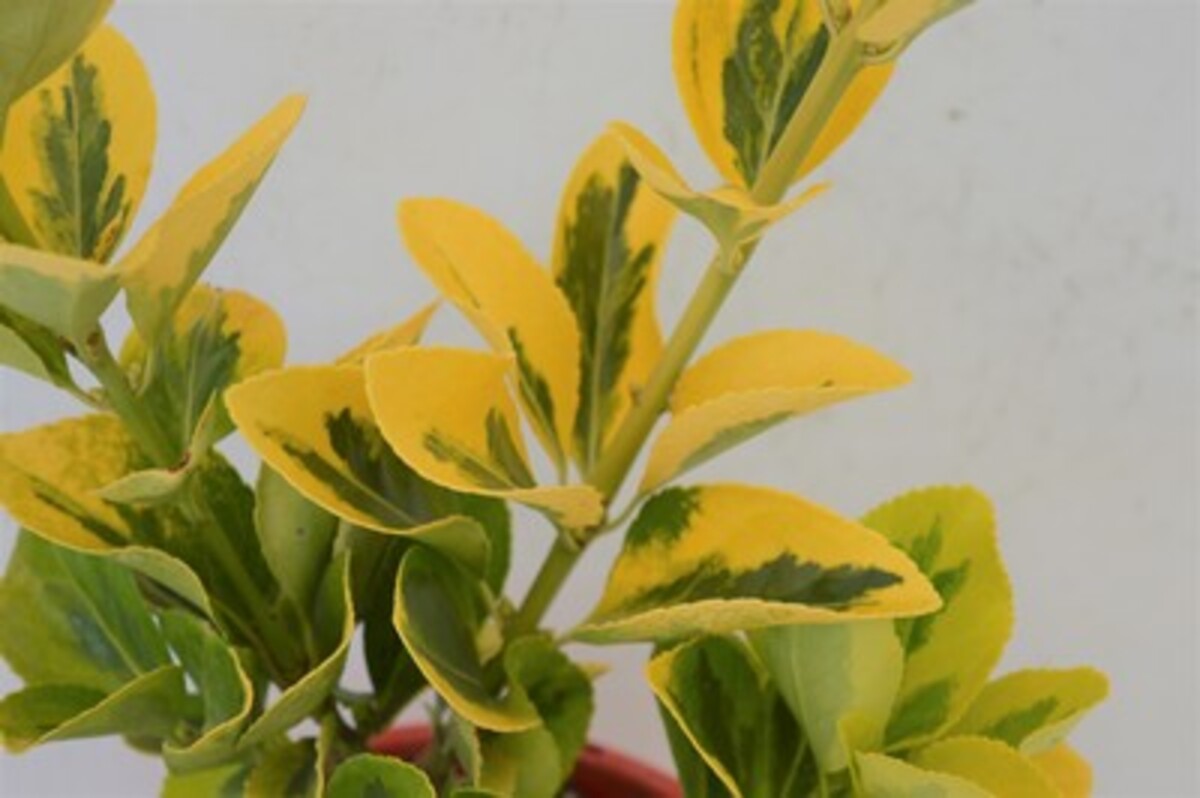 Euonymus - Golden Variegated Japanese Laurel 150mm Pot (VN)