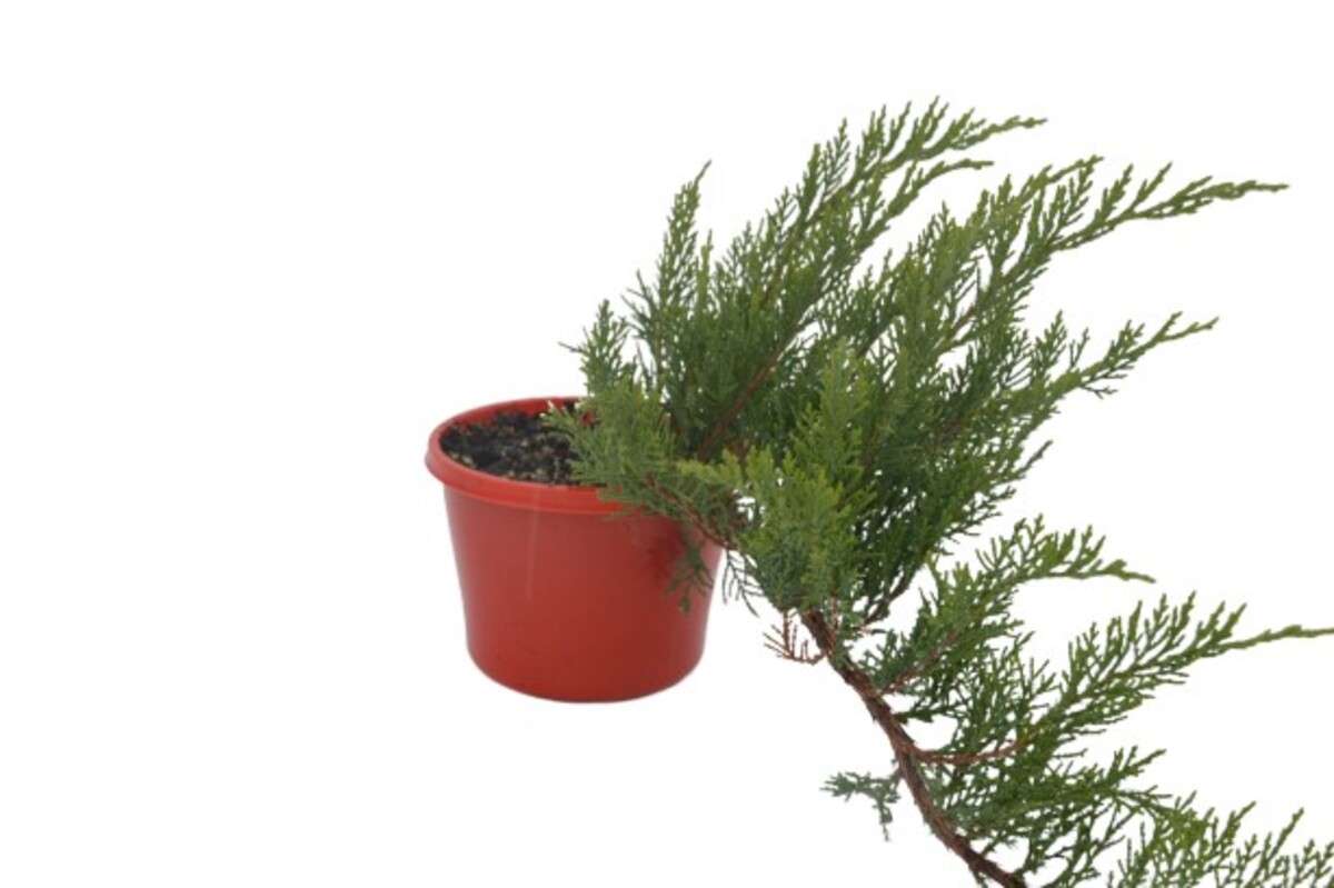 Juniperus Sabina - Savin Juniper 150mm Pot (VN)