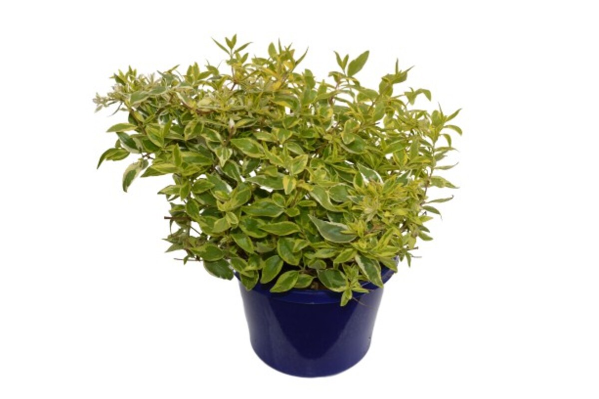 Abelia - Lime Splice 150mm Pot (VN)