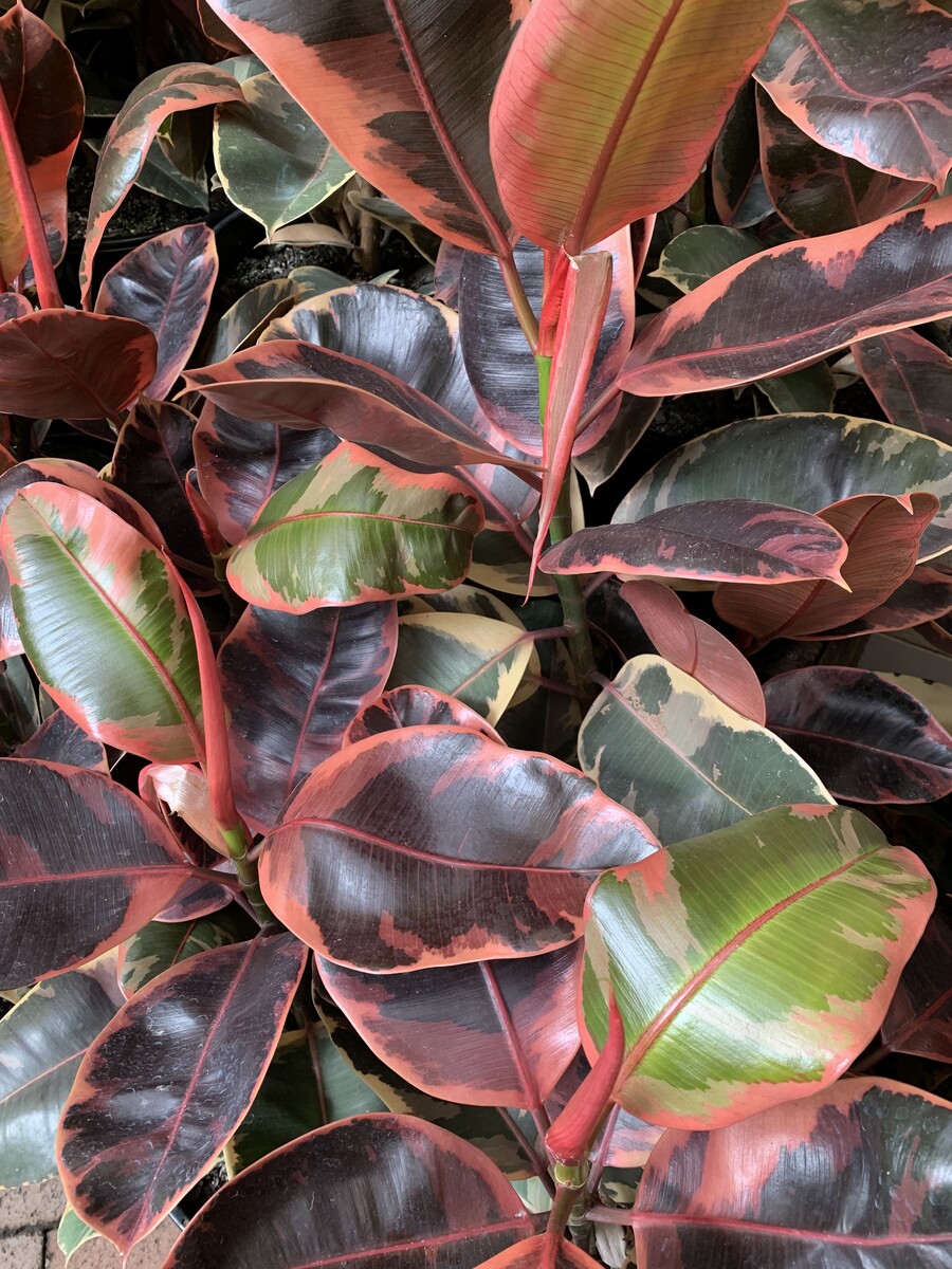 Ficus elastica - Ruby 150mm Pot (VN)