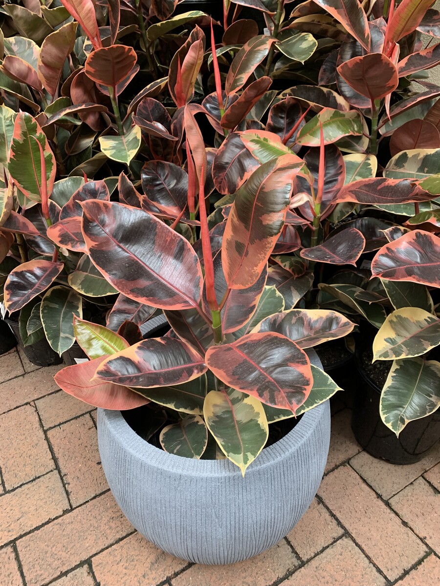 Ficus elastica - Ruby 150mm Pot (VN)