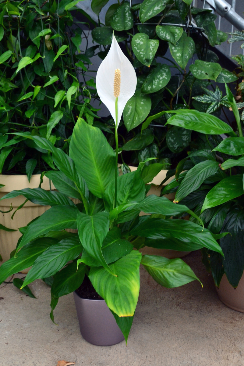 Spathiphyllum Pablo - Peace Lily 150mm Pot (VN)