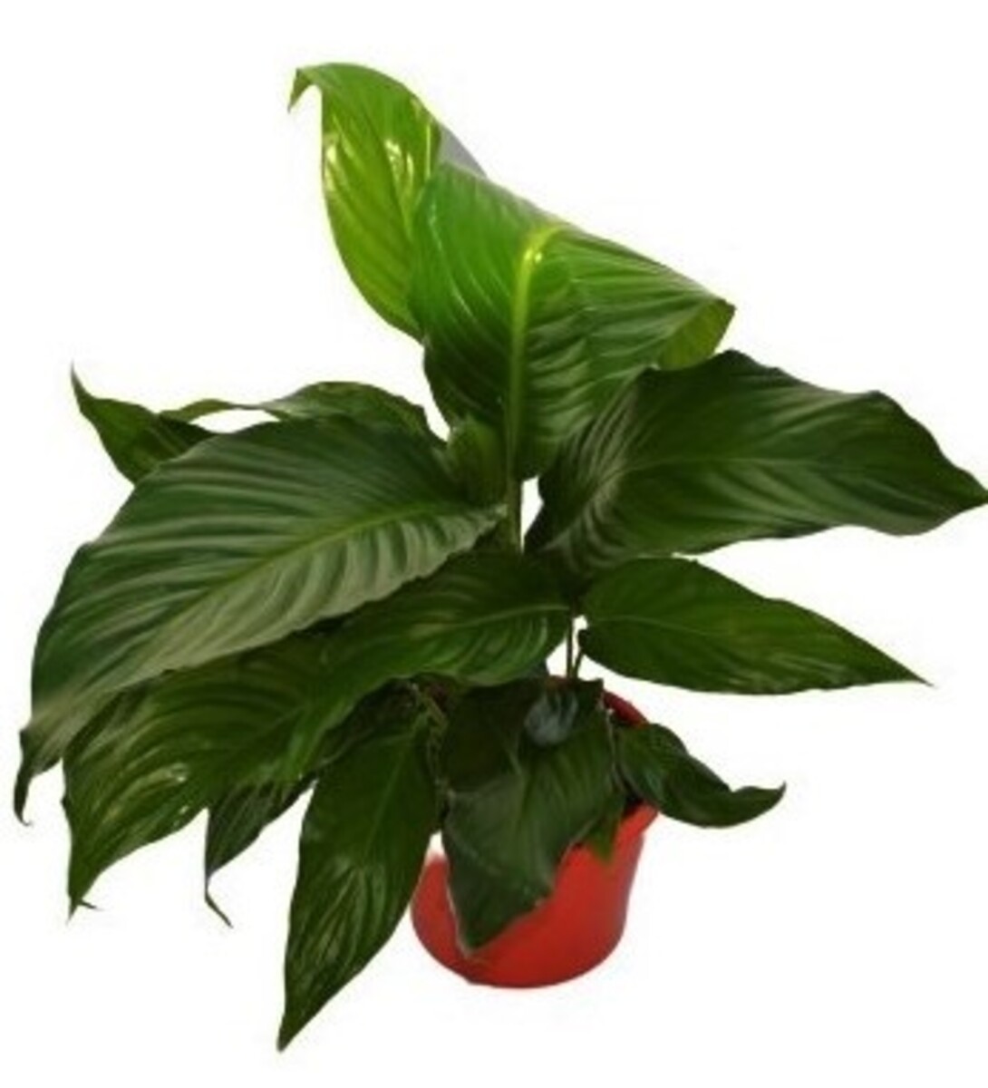 Spathiphyllum Pablo - Peace Lily 150mm Pot (VN)