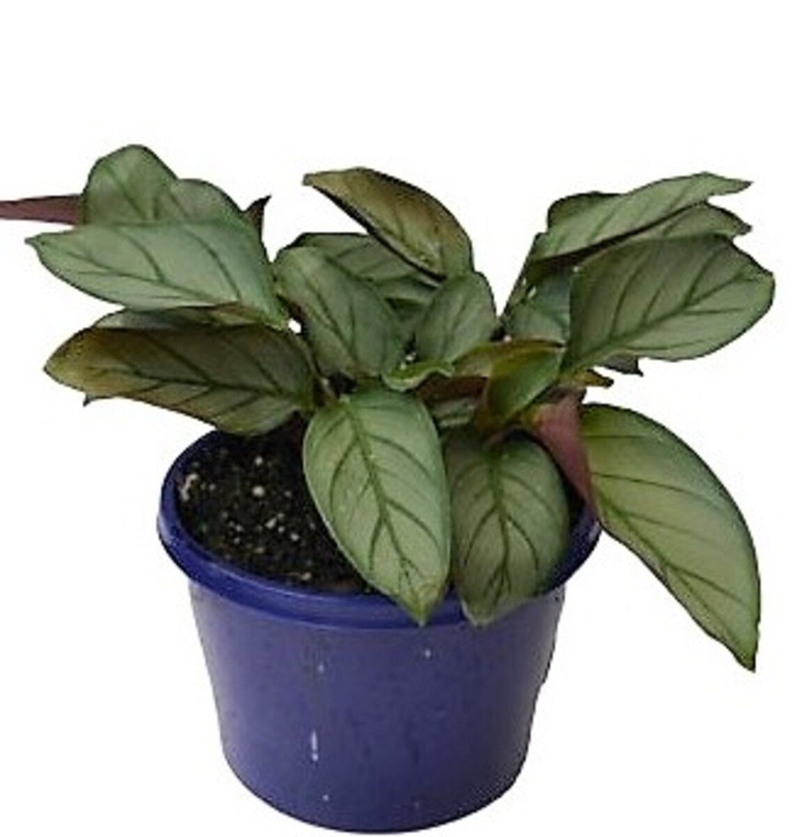 Ctenanthe Setosa 150mm (VN)