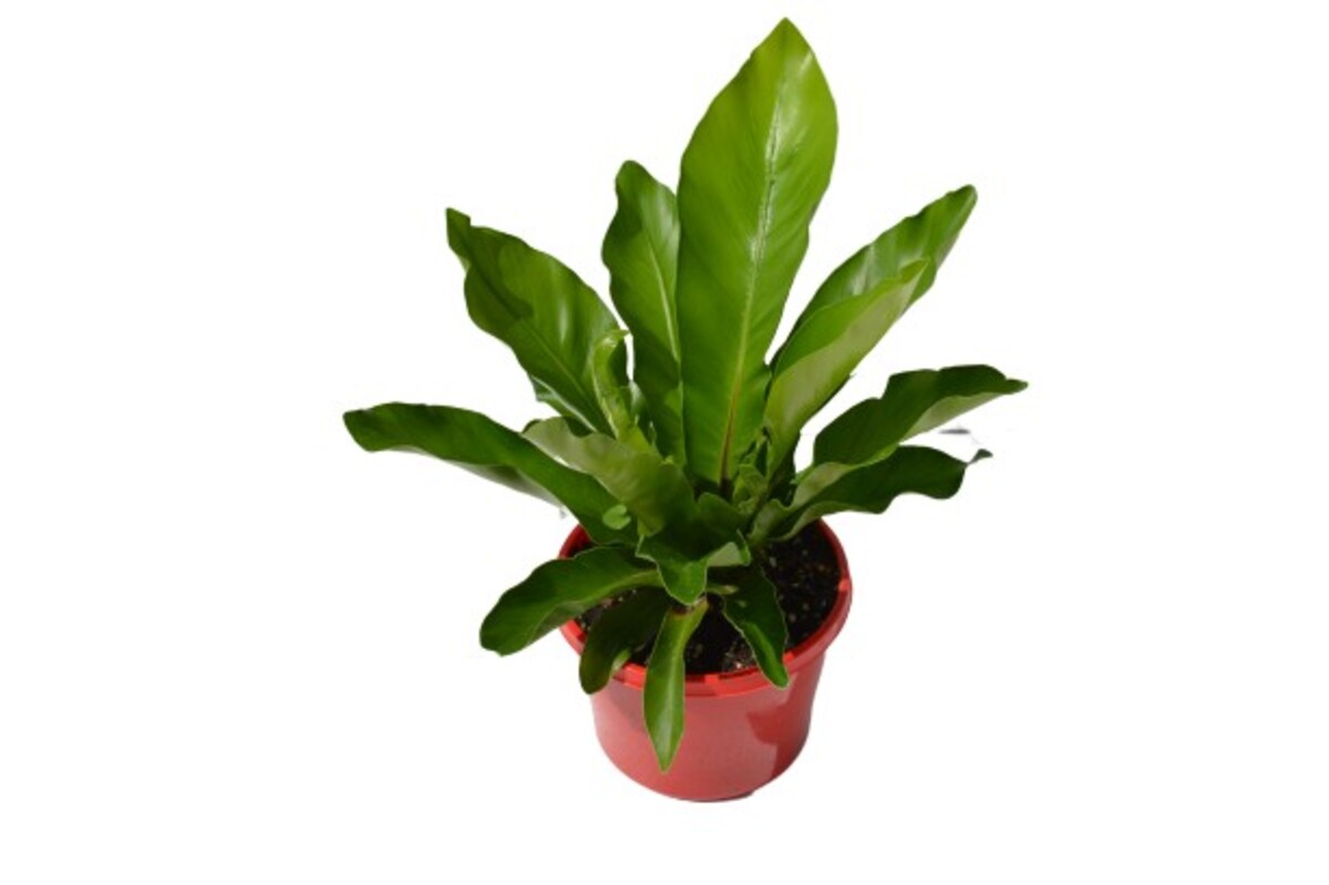 Asplenium - Birds Nest Fern 150mm Pot