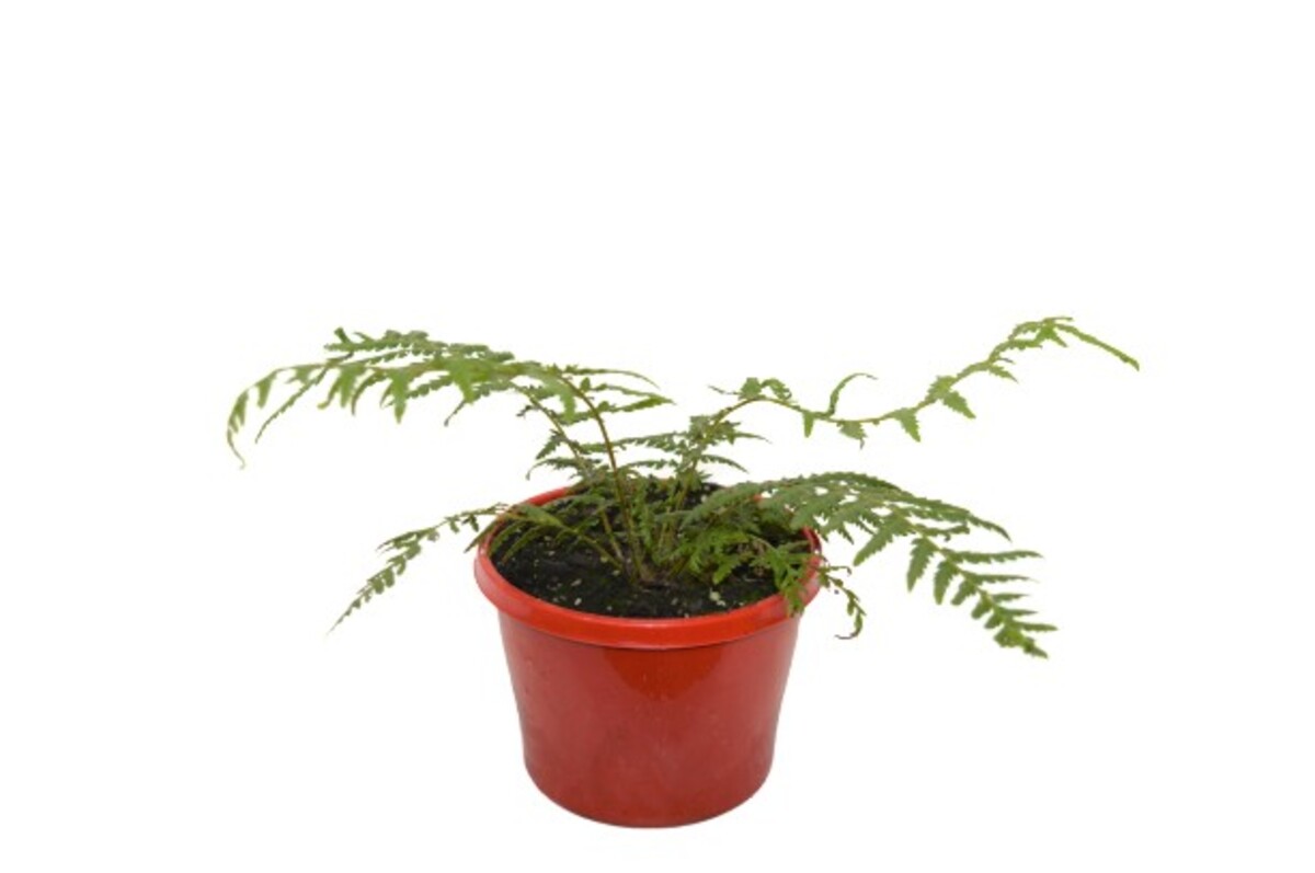Dicksonia Antarctica - Soft Tree Fern 150mm Pot (VN)