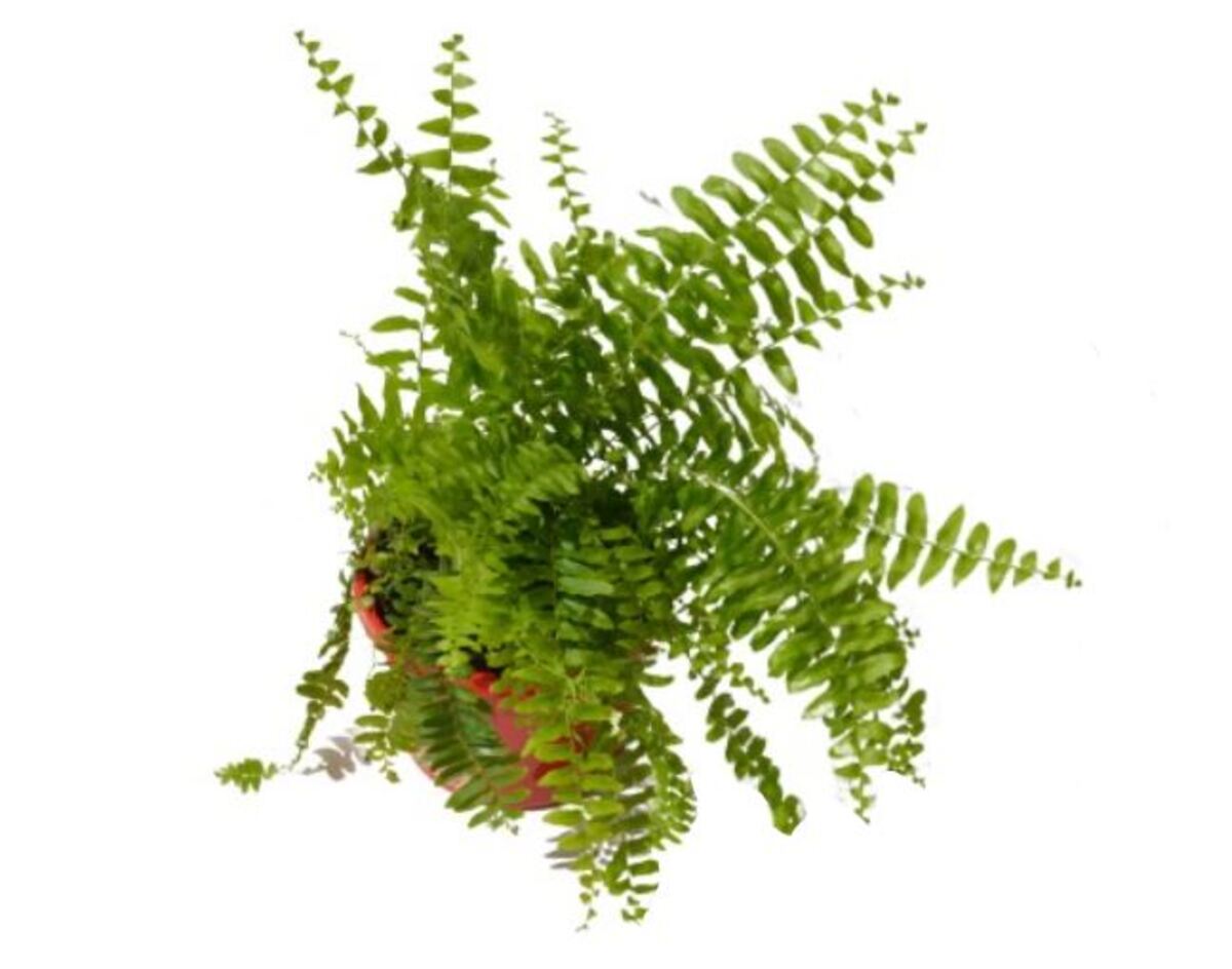 Nephrolepis - Boston Fern 150mm Pot (VN)