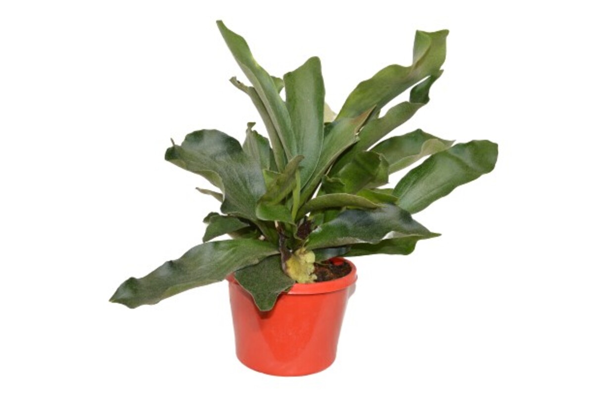 Elkhorn Fern 150mm Pot (VN)