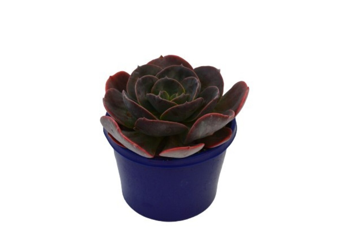 Echeveria - Blue Metal 150mm Pot (VN)