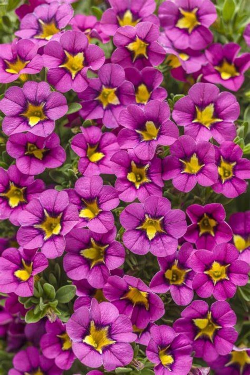 Calibrachoa Starjump 150mm Pot (VN)