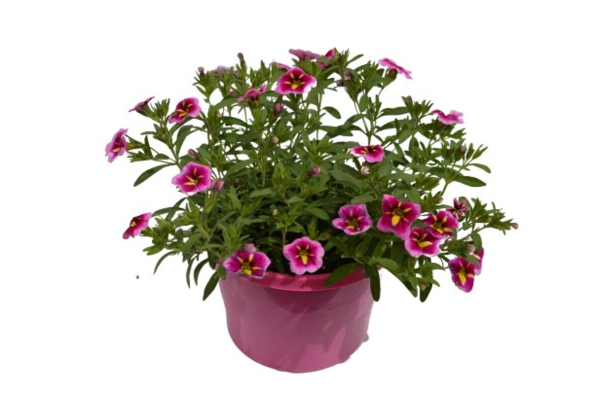 Calibrachoa Starjump 150mm Pot (VN)