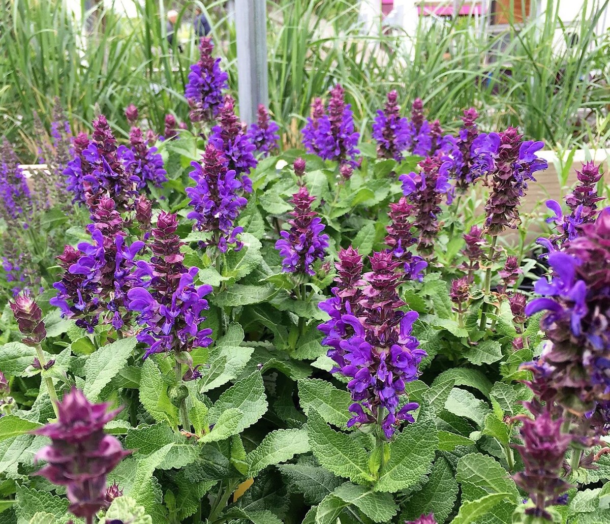 Salvia - Blue Marvel 150mm Pot (VN)