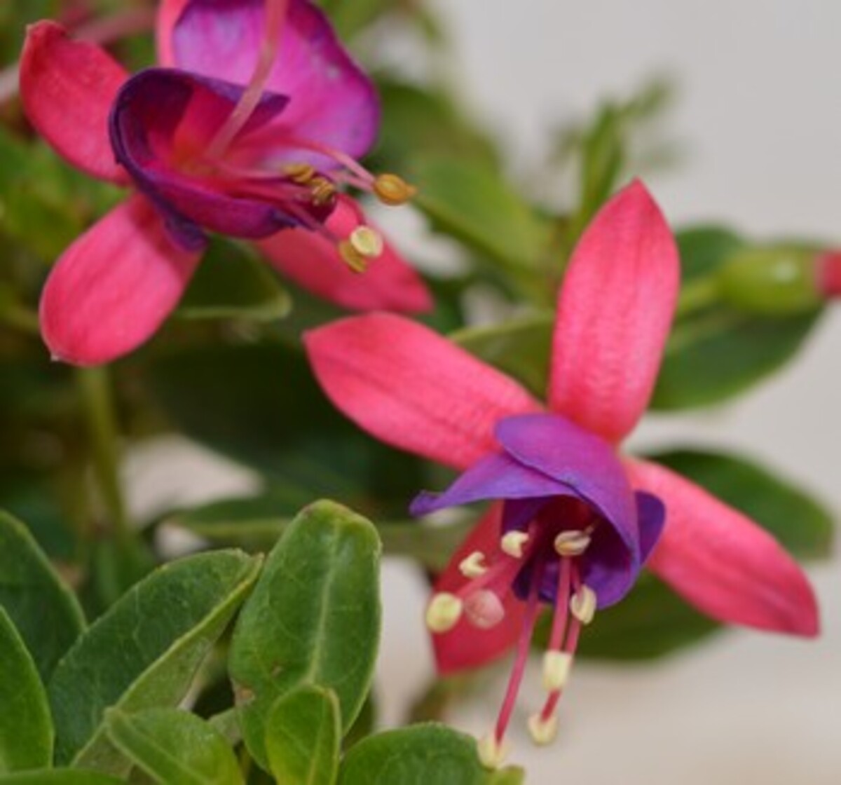Fuchsia - Bella Vera 150mm Pot (VN)
