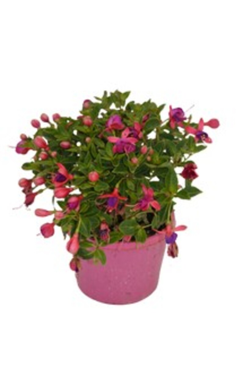 Fuchsia - Bella Vera 150mm Pot (VN)