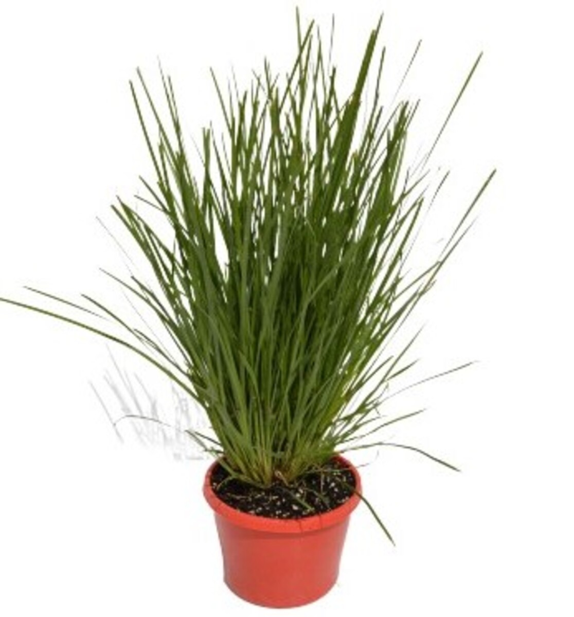 Lomandra - Trojan 150mm Pot (VN)